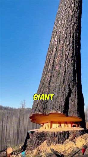 Why Preserving Giant Trees Matters