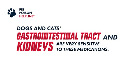 1K views · 26 reactions | We chatted with our very own Dr. Meredith Sammons to learn more about Foul #1: Administering Human Medications, and why it can be harmful to pets. You can view our full list of the Elite 8 Pet Owner Fouls here: https://www.petpoisonhelpline.com/toxintails/elite-eight-of-pet-owner-fouls-for-pet-poison-prevention-month/ | Pet Poison Helpline | Facebook