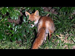 A Midsummer Night's Dream with a Fox and a Tanuki
