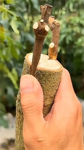 Amazing Tree Grafting Techniques | How to Grow Multiple Fruits on One Tree! 🌳🍎