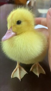 "😂 Funny Video! My Cute Baby Duck 🐥 Running So Fast 💨 | Must Watch 😍✨" Part-2 #cuteduck #babyduck
