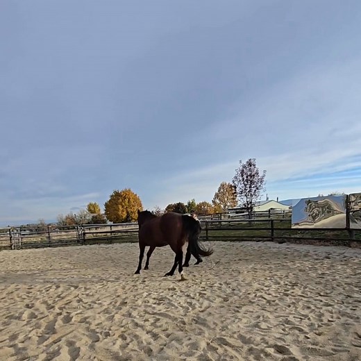 Today at liberty, I asked Ready to canter to me and lift in front — preparing for a half canter pirouette. And he did it! 🐴💫 It’s tricky asking while running backward, but he totally understood. Love this connection and communication. ❤️ #LibertyWork #CanterPirouette #HorseTraining #Horsemanship #Partnership #Connection #HorseLove #DressageAtLiberty #ReadyTheHorse #EquestrianLife #HorseGoals #RidingJourney | Mastery Horsemanship