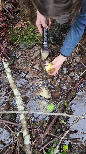 Discovering Rare Banded Carnelian Stones