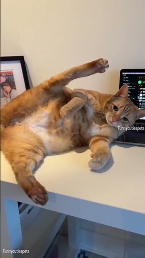 “Orange Cats Share One Brain Cell… And It’s OFF Today 🍊🐱 | Funniest Cat Moments”