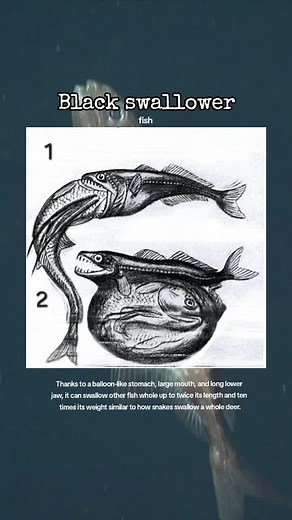 Black Swallower: Deep Sea Fish That Swallows Prey Twice Its Size