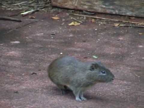 Wild Guinea Pigs (Cavia aperea)