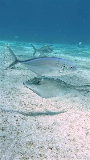 Carefully scanning the menu... Let's dive together and see who we meet! Maria@divedivabonaire.com #stingray #barjack #bonairewildlife #gopro #fundive #letsdive #letsdivetogether #uwvid #underwatervideo #itsinournature #nostabibadinaturalesa #biodiversity #bonairewildlife #underwaterhappyplace #privatediveguidebonaire #privatedive #privatediveguide #reeflife #uwvideo | Dive Diva Bonaire