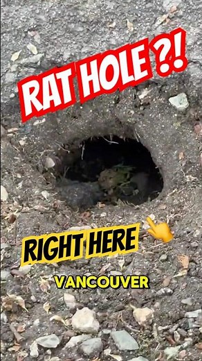 Do You Have Rat Burrow Holes in Vancouver? Here’s How to Tell 🐀