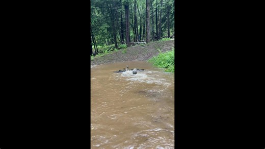 Thunder Mountain Bike Park will be closed tomorrow, Sunday, June 8th due to the heavy rain we've received over the past 48 hours. We're giving the trails time to drain, dry out, and get the care they need so we’re ready to ride again next weekend! Want to help get the park trail ready? We’re inviting volunteers to assist our trail crew over the next few days. In return, you’ll earn a free TMBP lift ticket and season pass holders will receive a free buddy ticket as a thank you. We take a lot of p
