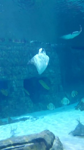 manta dance #aquarium #manta #fyp