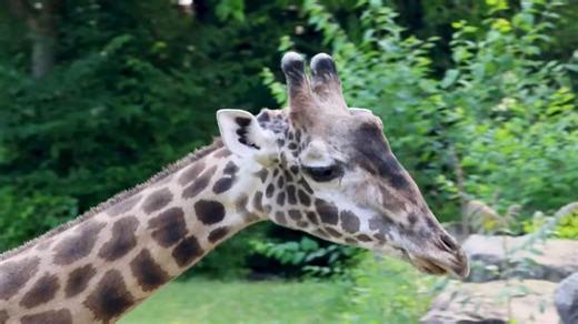 Meet Rocket, the Cleveland Metroparks Zoo's newest giraffe