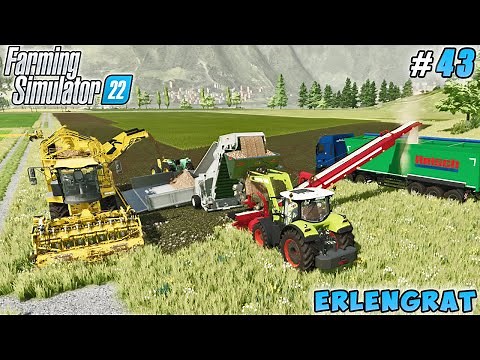 Harvesting & cutting sugar beets for sugar production | Erlengrat | Farming simulator 22 | ep #43