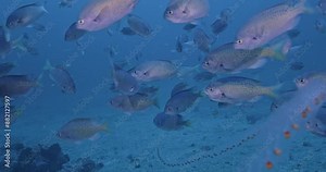Blacksmith fish feasting on salp and plankton filled water.