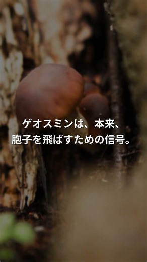 土の香りは菌のフェロモン｜なぜ心地いいのか