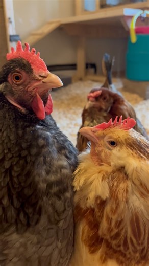 The Fab Flock on Instagram: "✨ What do you think this meeting is about? ✨ #chickens #cutechickens #sweetchickens #ilovemychickens #petchickens #chickensaspets #cutepets #cutepetsclub #cuteanimals #cute #backyardchickens #chickenkeeping #hens #hensofinstagram #petchickensofinstagram #petchickensofvirginia #bluecuckoomarans #eastereggers #salmonfaverolle"