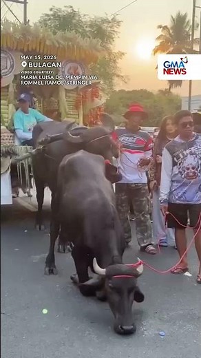 Mga kalabaw, nagsiluhod para sa 'Kneeling Carabao Festival' sa Bulacan | GMA News