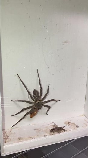 ゴキブリ捕食中のアシダカグモに気づかず近づいてしまったイエコ