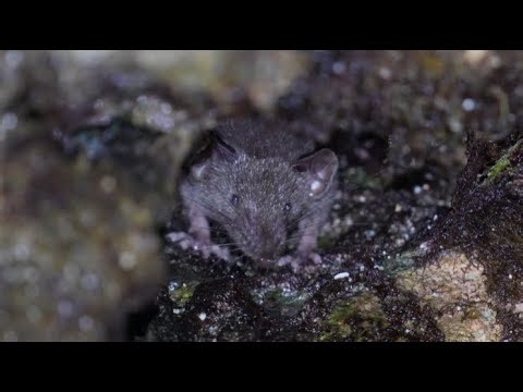 Asian house shrew – Pachyure musquée (Suncus murinus)