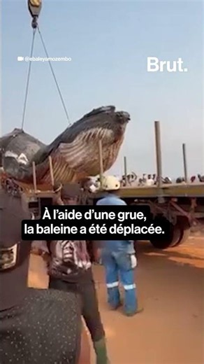 🇨🇩 RDC : une baleine échoue sur une plage de la ville de Muanda.