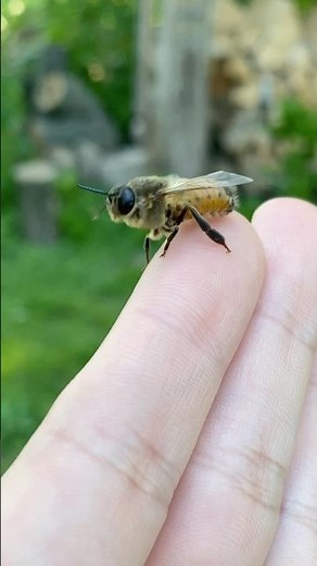 A female bee vs. Male bee #bees #beekeeping #beekeeper #malebees #beehive
