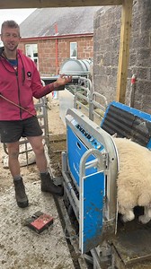 617K views · 7.1K reactions | Playing with my toys!  Saturday night dosing lambs. Finally set the Te Pari up so that it releases the lambs after I pull the trigger! Those Kiwis think of everything!  | The Sheep Game | Facebook