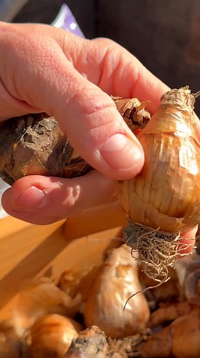 Late fall planting = perfect spring prep, 🌼 Wyse Guide is planting daffodil bulbs now so that come spring, his garden will be bursting with bright, cheerful color. The key is to use high quality fertilizer like Espoma Organic Bulb-tone, providing nutrients that will be there once the soil thaws. Watch the full video: https://www.espoma.com/espoma-videos/2024-video-how-to-plant-daffodil-bulbs-in-late-fall-for-beautiful-spring-flowers-🌼-with-wyse-guide-with-organic-fertilizer/?&utm_campaign=2025