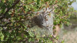File:Webworms 3.webm - Wikimedia Commons