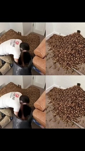 5.1K views · 13 reactions | A faint odor in a quiet home led to a shocking discovery behind the walls. What he found changed the way he saw attention, care, and the unnoticed details in life. | Wild Wendy | Facebook