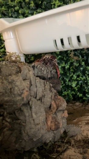 an extremely helpful video about what to do when you have grain mites or other bugs in tank is on @Landhermitcrabeducenter Youtube channel! Go there if you have any grain mite questions:) #hermitcrab #hermitcrabs