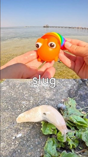 Learn Bug Insect Names for Kids at the Lagoon: Ladybug Scarab Beetle Slug Spider Rhino Beetle