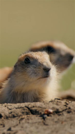 990K views · 42K reactions | Watch these baby Prairie Pups boldly explore their rugged playground in the Badlands ️ | National Geographic Australia | Facebook