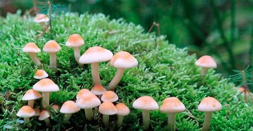 Como Os Fungos Se Alimentam? Quais São Seus Predadores? – Mundo Ecologia