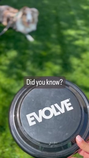 Do you have swag envy? Don't worry you can join in on the fun! Evolve Pawtner @jaxsondoggo can show you how in the video below! For more information click here 👉 https://www.weloveevolve.com/ and start earning rewards today! #ChooseEvolve #EvolvePets #WeLoveEvolve | Evolve Pet Food