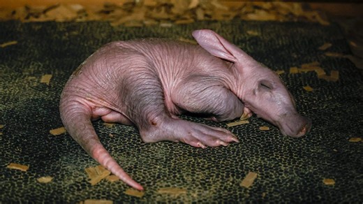Nashville Zoo's aardvark calf was born on New Year’s Day
