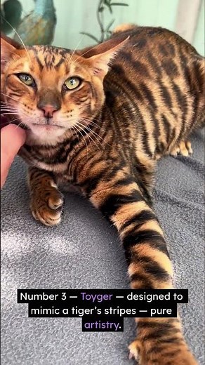 These ‘House Cats’ Look Like Real Leopards 😳🐆 (Wait Until You See #1