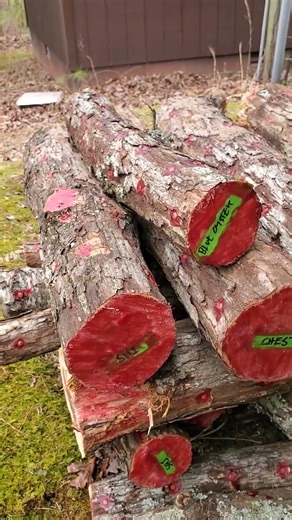 #homestead #mushroom #growing #diy #forest #cultivation #gardening #survival #growingmushrooms