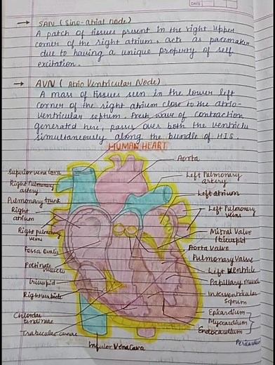 Class 11 Biology || Chapter Body Fluids and Circulation || Notes #neet