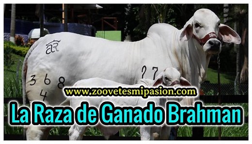 ✅ Raza Bovina Brahman - Cuanto produce?
