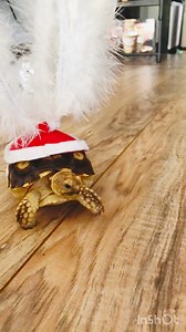 Not the Koopa Paratroopa. #tortoise #turtle #reptile #sulcata #sulcatatortoise #reptiles #tortoises #funnyanimals #kurakura #tortoiselife #toocute #funnypets #turtles #tortoiselove #pet #tortoiselover #pardalis #funnyvideos #videogames #nintendo #vintage #love #pets #animals #torto #aww #supermario #sulcatalover #koopatroopa #koopa | Tucker The Tiny Tortoise