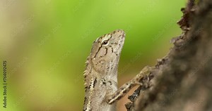 Oriental garden lizard, Eastern garden lizard or Changeable lizard on tree close-up. High definition shot at 4K, 60 fps video footage.