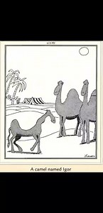 what the camel name? | Only Far Side
