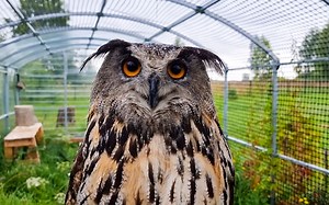 湿身Yoll惑 Yoll点可爱 附带wink