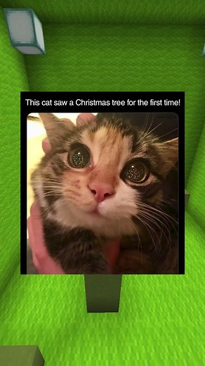 Cute animal memes! #wholesome #memes #funny #funnymemes #hilariousvideos #hilariousmemes #bestmemesdaily #bestmemes #cute #cuteanimals #animals #cutedogs #cutecats