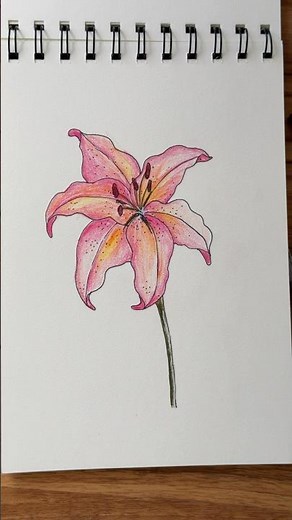 Drawing a lily is easier than you think 🌸 | Relaxing step-by-step for beginners 🎨