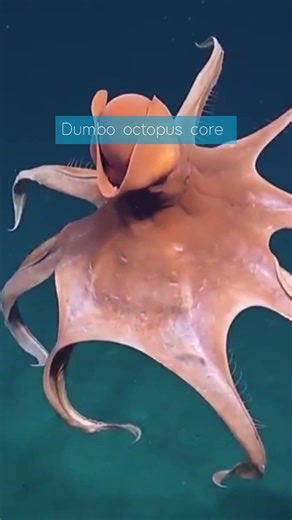 😲Dumbo octopus core😍🐙 somehow cutest sea creatures🥹#animals#cute #sea#viralvideo#funny#living_life