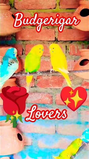 🐦🌹A to Z budgerigar Care Tips♥️#shorts #shortsfeed #budgerigar #budgeting #youtuber