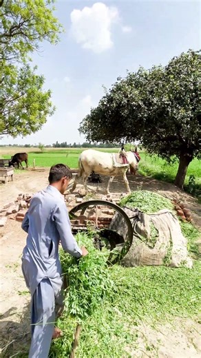 The Ancient Gear Toka Machine System: How Donkey Power Still Works in 2026 #Short #jcb