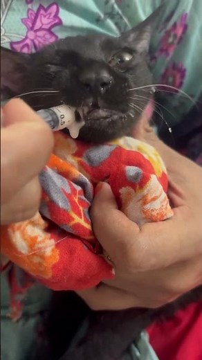 How to Force Feed Your Cat When They Stop Eating