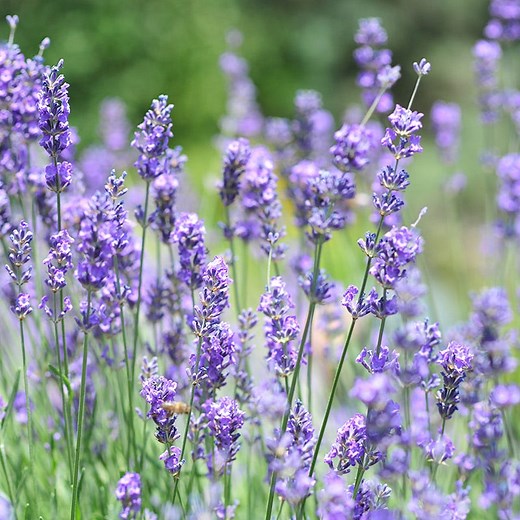Lavender Plants For Sale | Lavandula | High Country Gardens