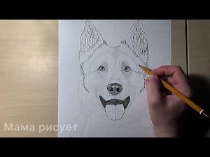 German Shepherd - how to draw a dog with a pencil step by step